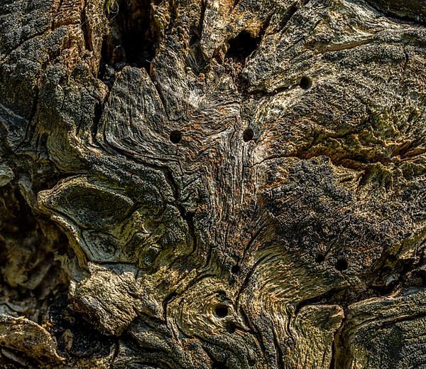 Wood structure at the interface of a felled tree