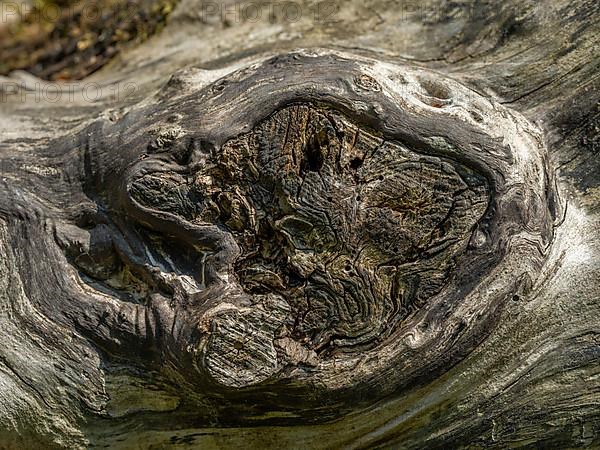 Wood structure at the interface of a felled tree