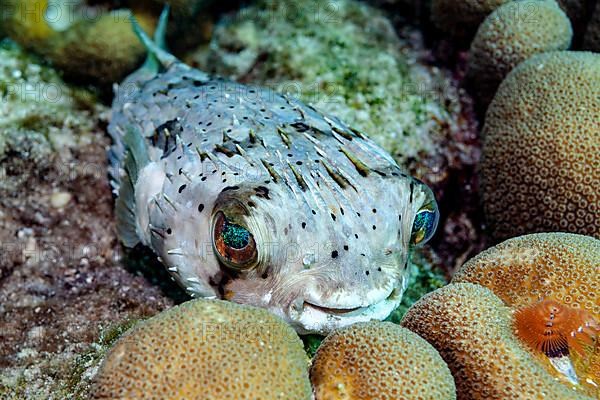 Long-spine Porcupinefish resting on a coral