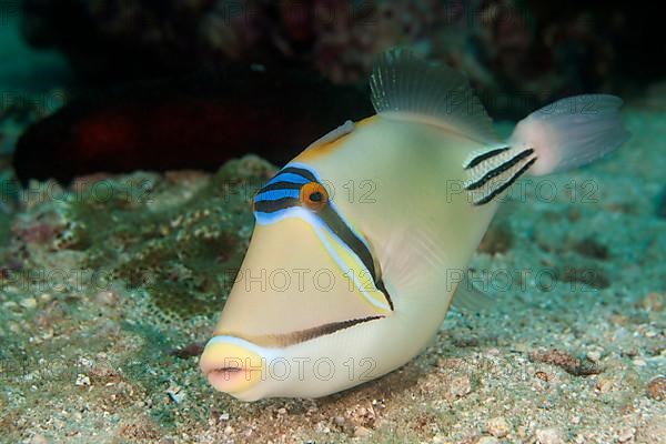 Triggerfish