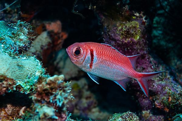 Jacobus soldier fish in the reef. Bonaire