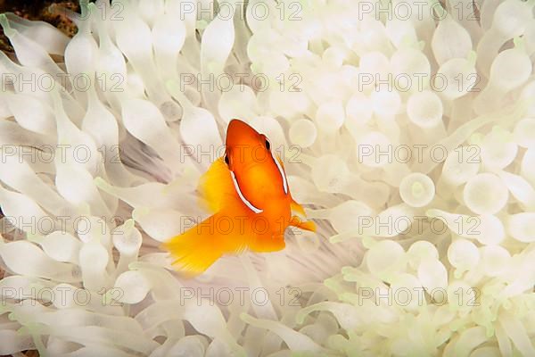 Anemone perch white sea anemone