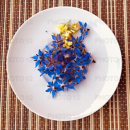 Rocket and borage flowers