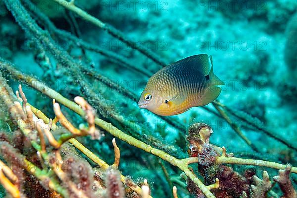 Damselfish in dense whip coral