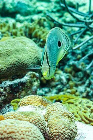 Four-eyed butterfly between corals