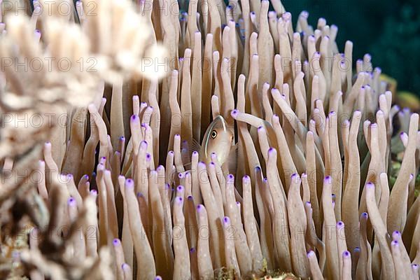 White-backed anemonefish in a sea anemone