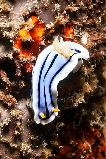 Sea snail in reef