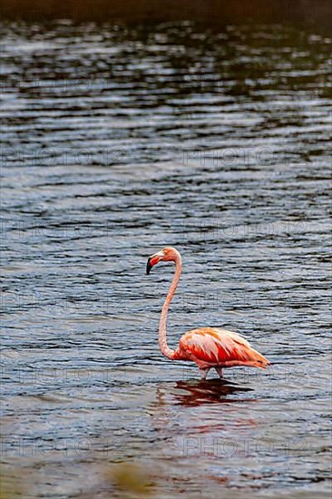 Flamingo in brackish water