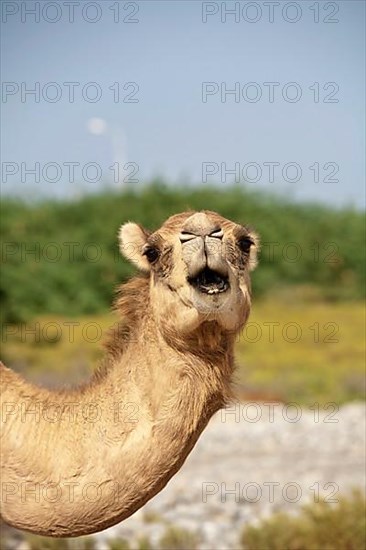 Free-Roaming Dromedaries Oman