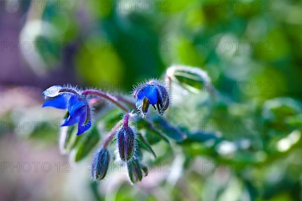 Borage blossom in the garden