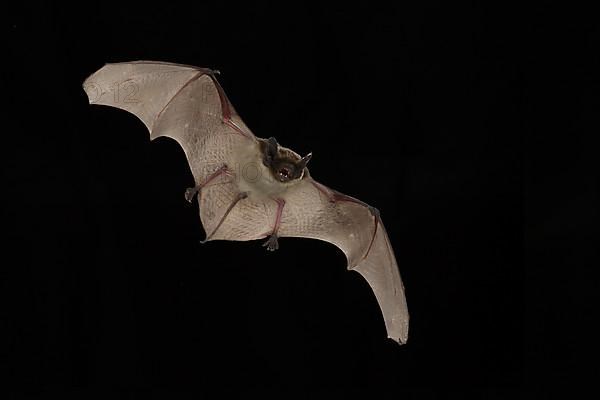 Parti-coloured bat