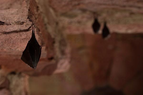 Lesser horseshoe bat