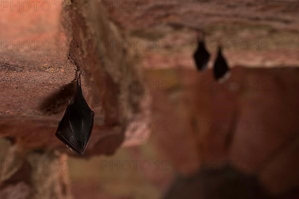 Lesser horseshoe bat