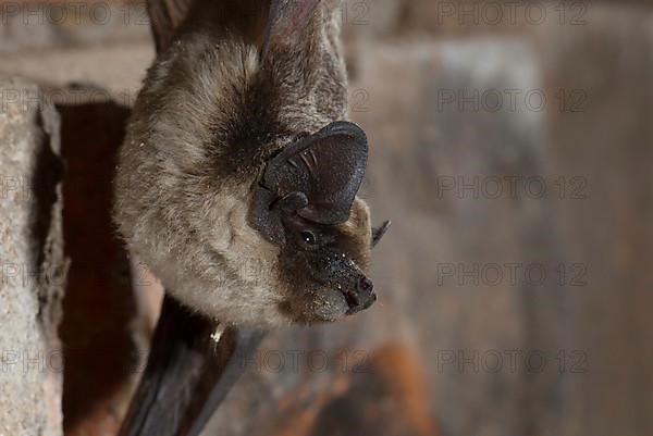 Parti-coloured bat