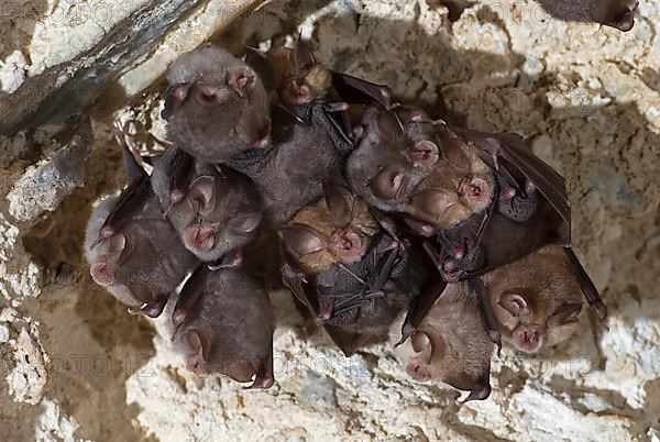 Lesser horseshoe bat