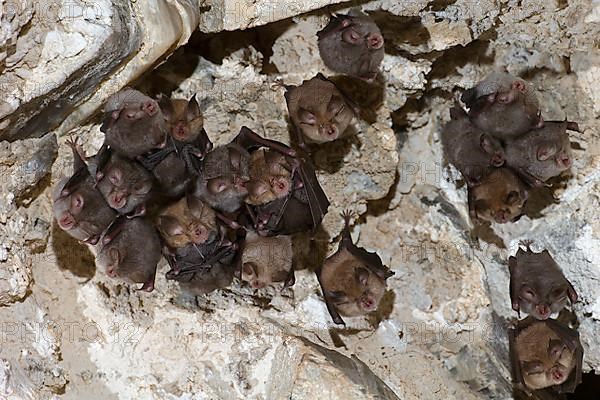 Lesser horseshoe bat