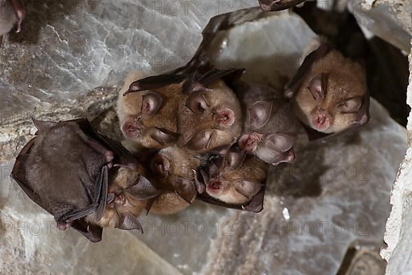 Lesser horseshoe bat