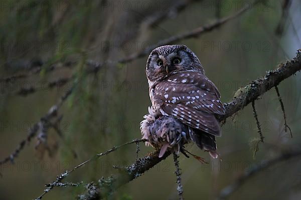 Tengmalm's Owl