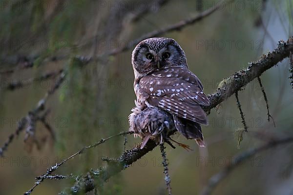 Tengmalm's Owl