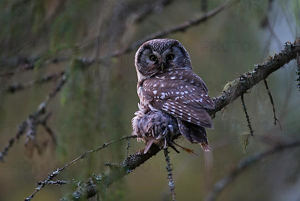 Tengmalm's Owl