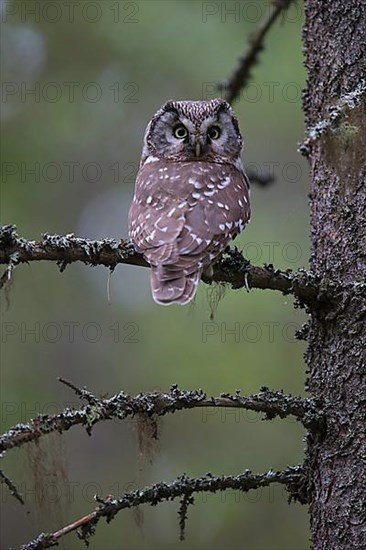 Tengmalm's Owl