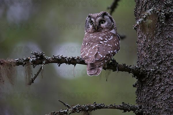 Tengmalm's Owl