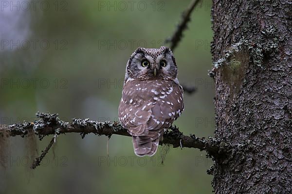 Tengmalm's Owl