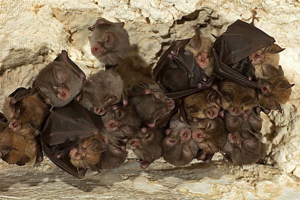 Lesser horseshoe bat