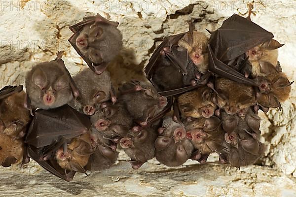 Lesser horseshoe bat