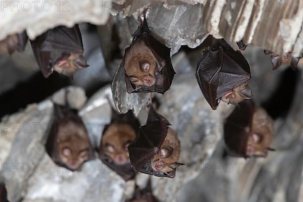 Lesser horseshoe bat