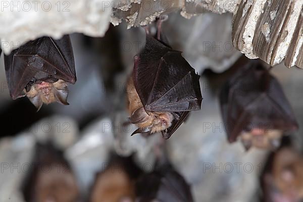 Lesser horseshoe bat