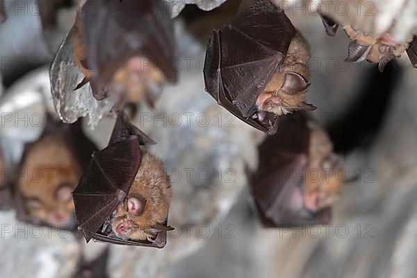 Lesser horseshoe bat