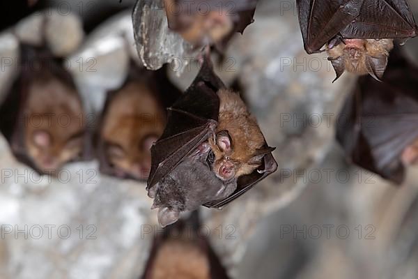 Lesser horseshoe bat