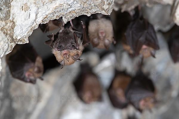 Lesser horseshoe bat