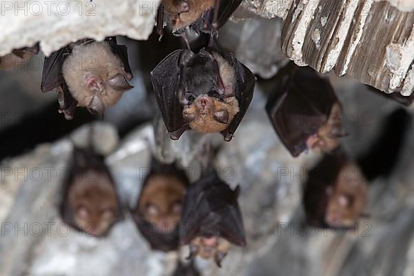 Lesser horseshoe bat