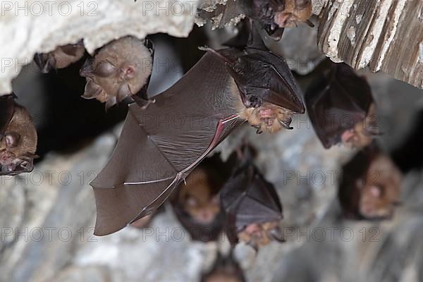 Lesser horseshoe bat