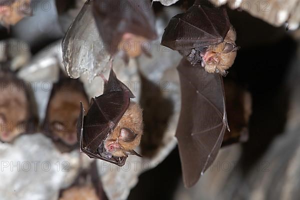 Lesser horseshoe bat