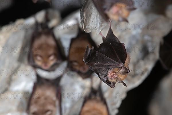 Lesser horseshoe bat