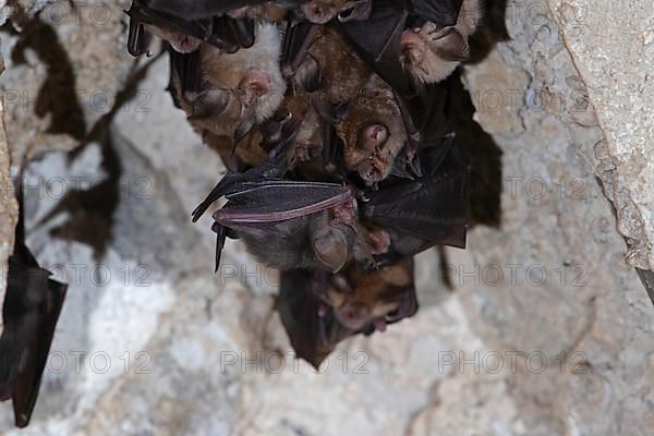 Lesser horseshoe bat