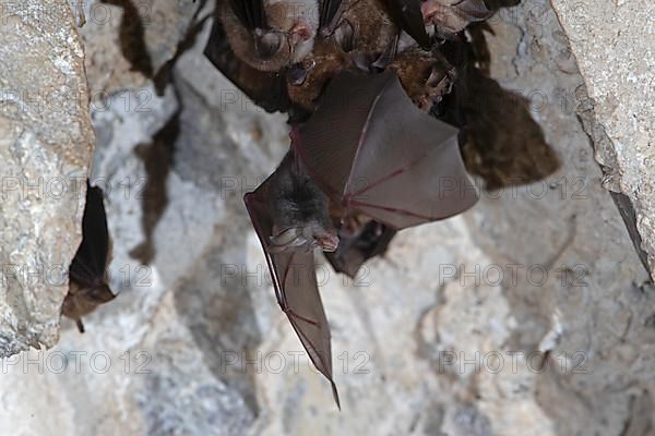 Lesser horseshoe bat