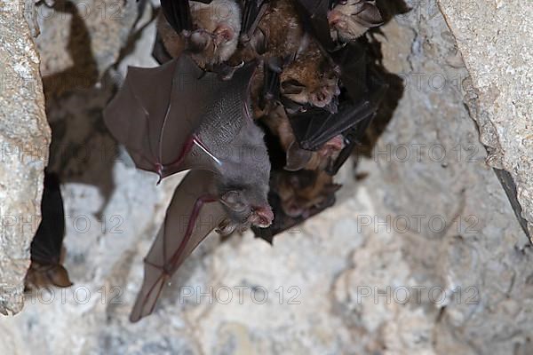 Lesser horseshoe bat