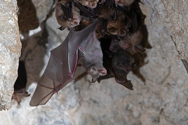 Lesser horseshoe bat