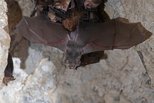 Lesser horseshoe bat