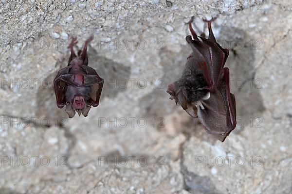 Lesser horseshoe bat