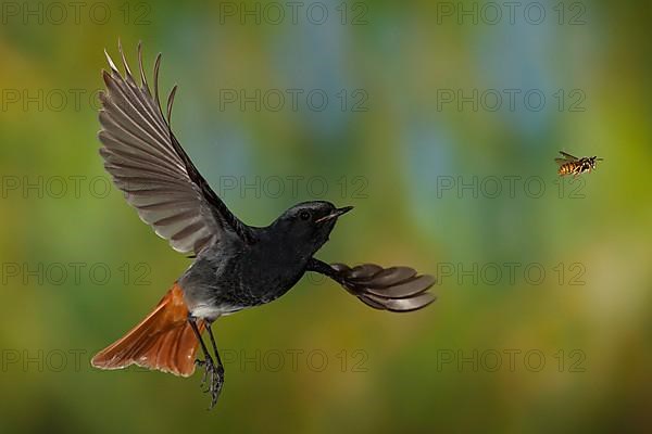 Black Redstart