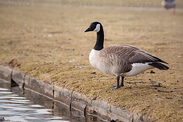 Canada goose in the Rheinaue