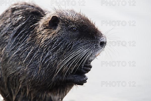 Nutria standing in water