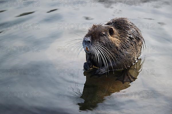 Nutria standing in water