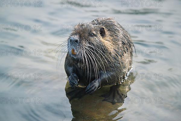 Nutria standing in water