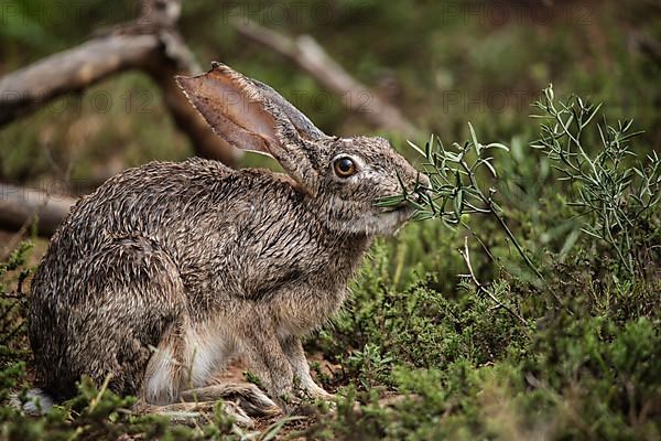 Hare in the bushes during the day in Addo Elephant National Park